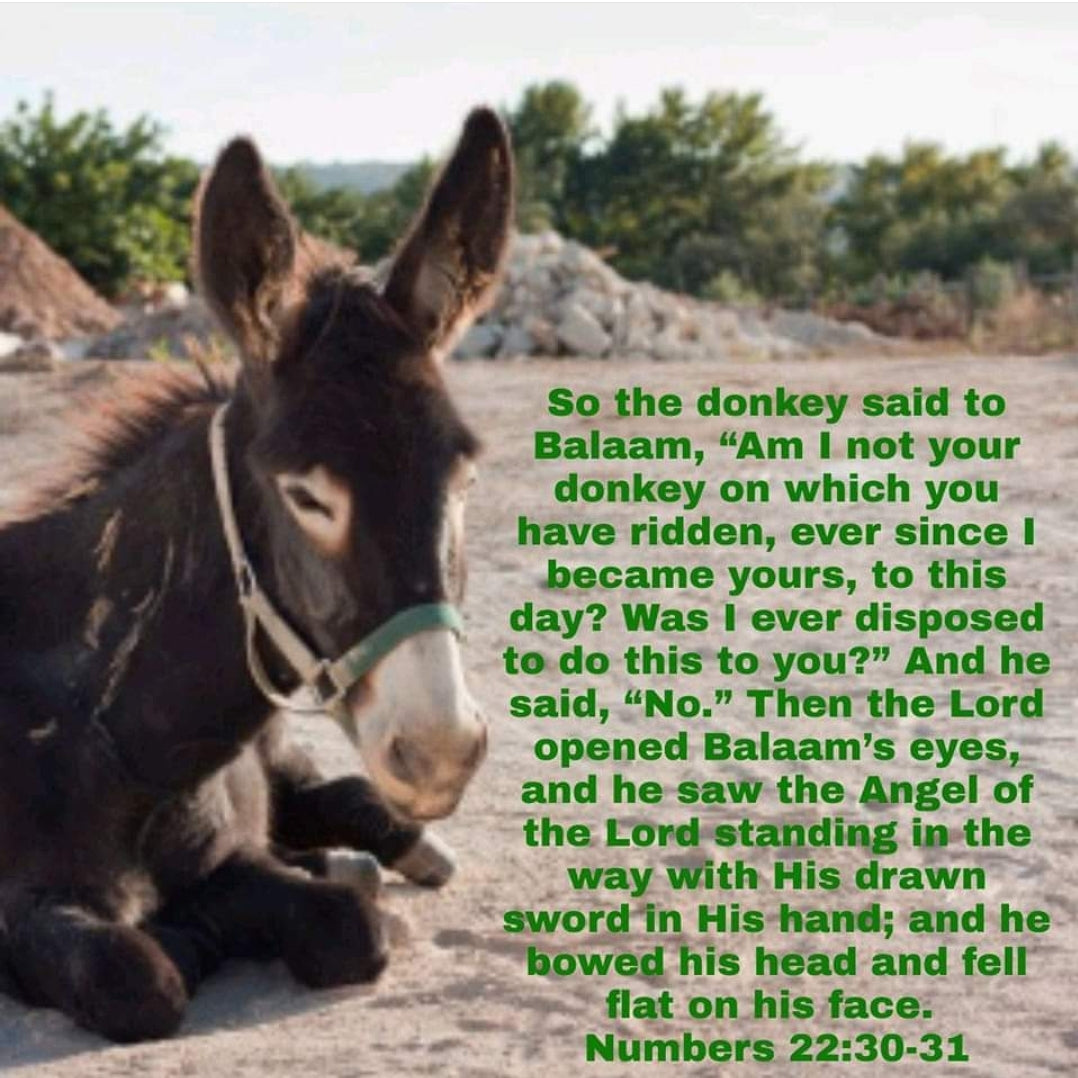 If He Can Use A Donkey