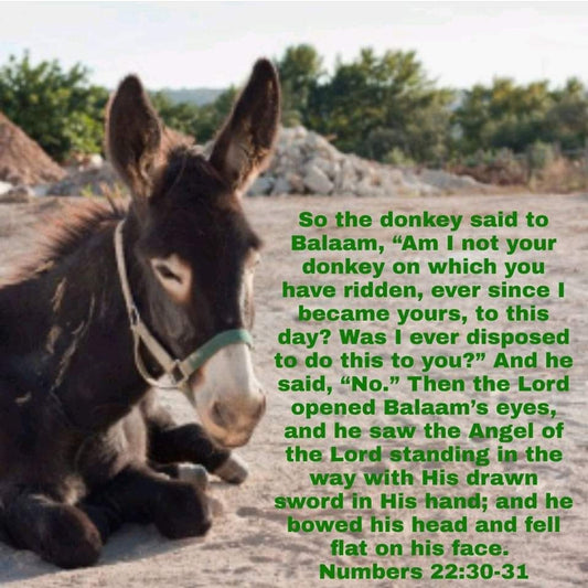 If He Can Use A Donkey